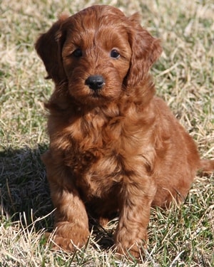 small goldendoodle for sale
