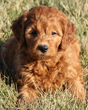 small size goldendoodle