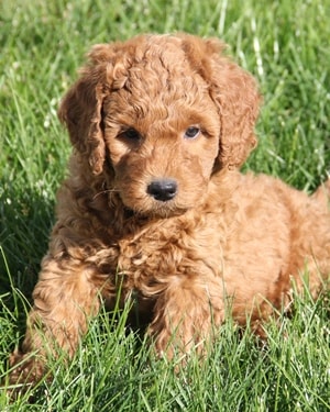 10-50 lb Mini Goldendoodle Puppies | Red Irish Colors