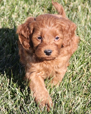 Mini Irish Goldendoodles | Prissy's Puppies