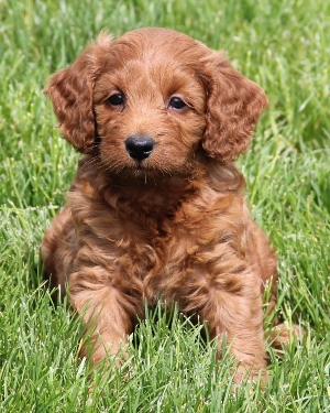 Mini Irish Goldendoodles | Prissy's Puppies