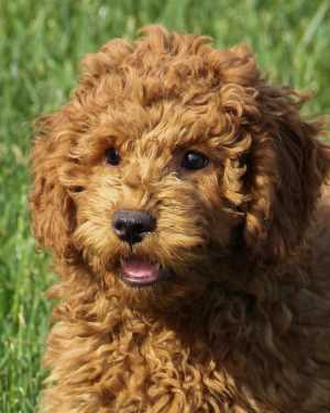 Irish Mini Goldendoodle Puppies For Sale | #1 Tri-breed